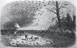 Iowa Passenger Pigeons - 1867